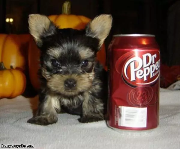 Little Dr Pepper