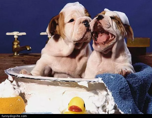Dog Bath
