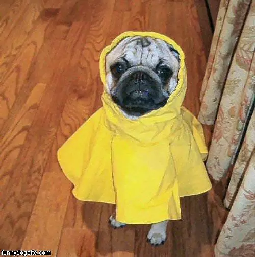 Raincoat