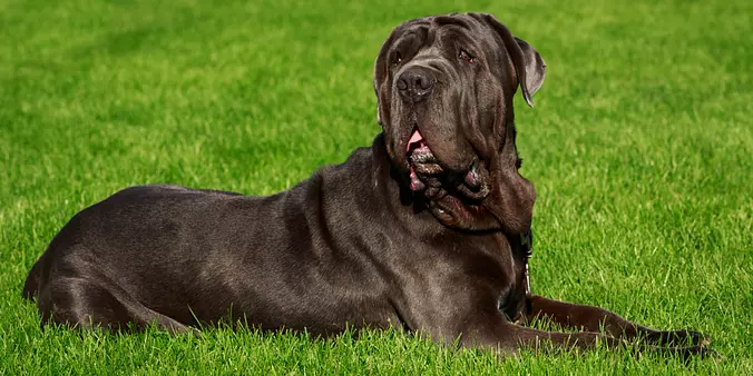 Neapolitan Mastiff