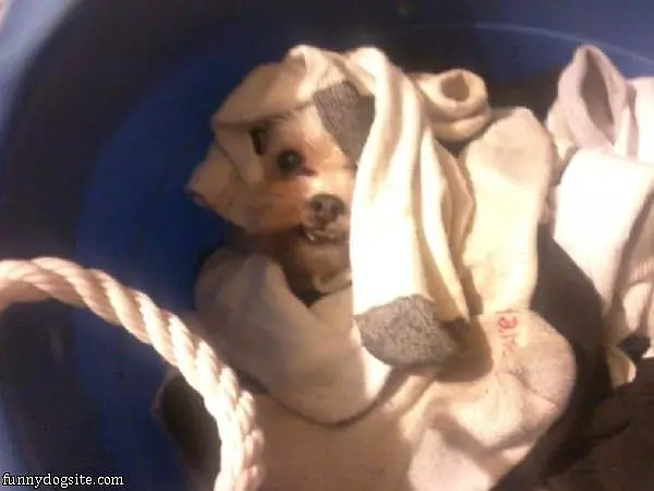 Hiding In The Basket