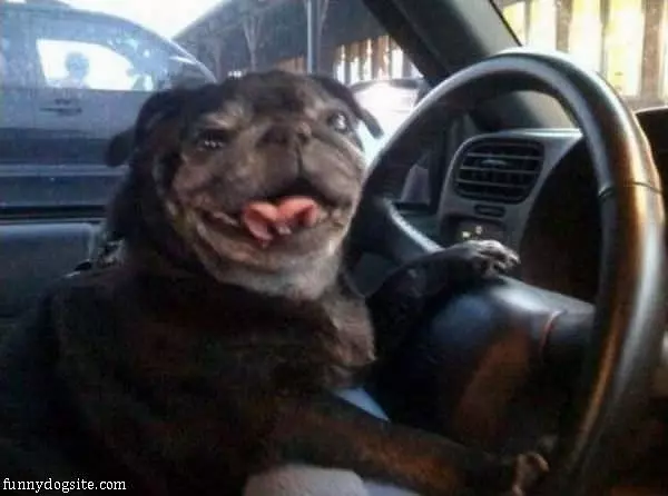 Doing Some Driving