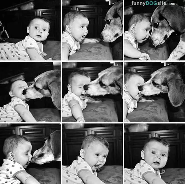 The Dog Kiss