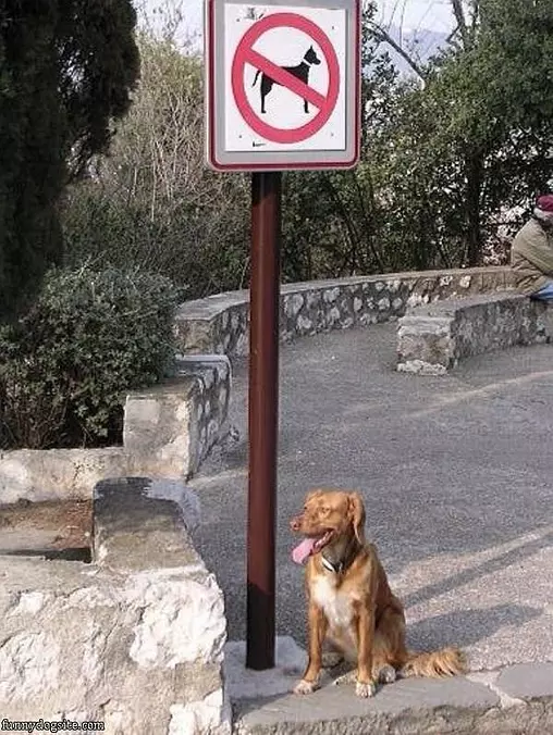 Breakin The Law Dog