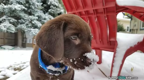 Snowy Nose