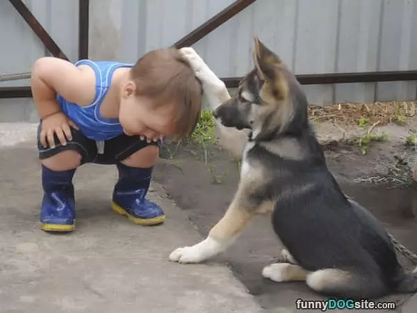 Good Boy
