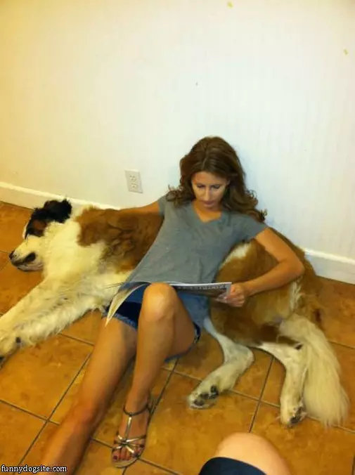 Sofa Dog