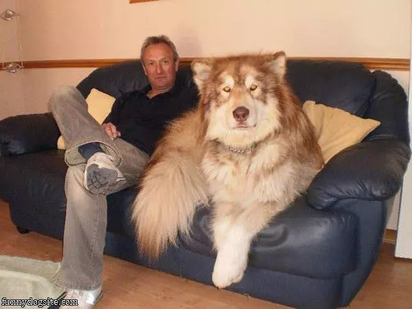 Just A Little Dog