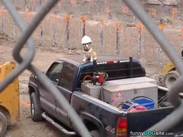 Construction Dog