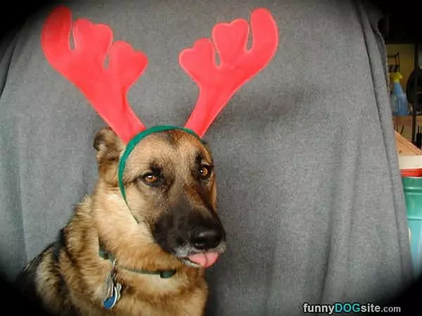 Reindeer