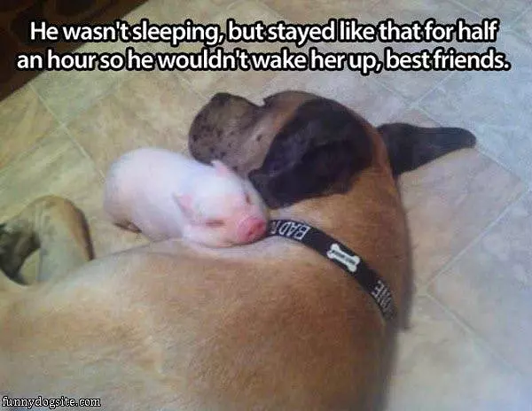 Loving Dog