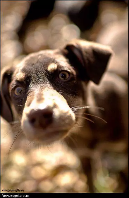 Dog Face Closeup