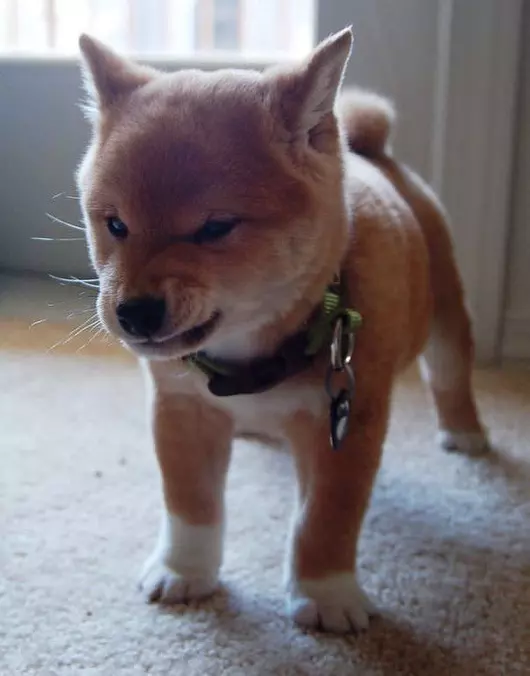 Killer