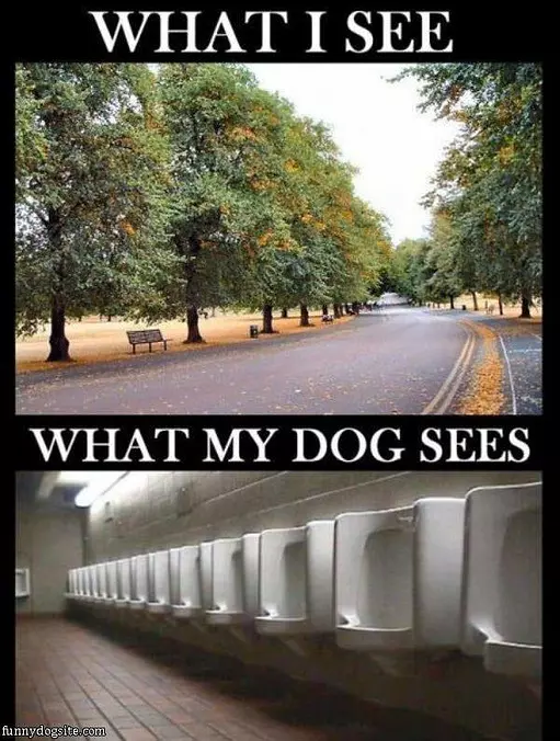 Me And My Dog