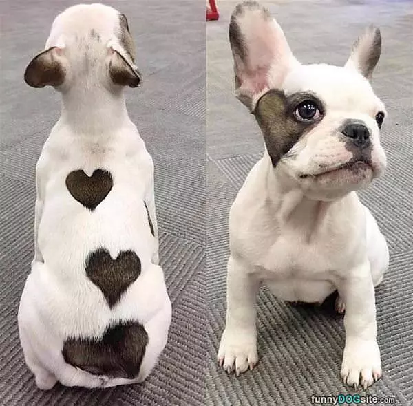 The Heart Dog