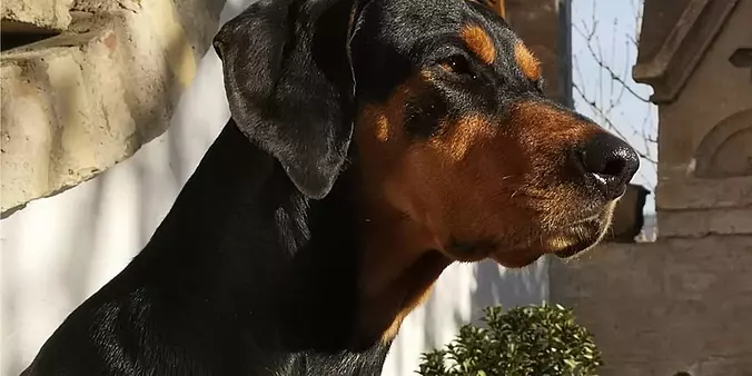 Transylvanian Hound Watchin...