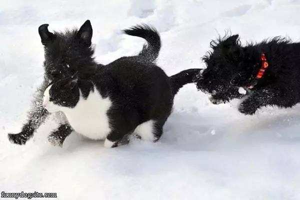 Cmon Kitty Lets Play