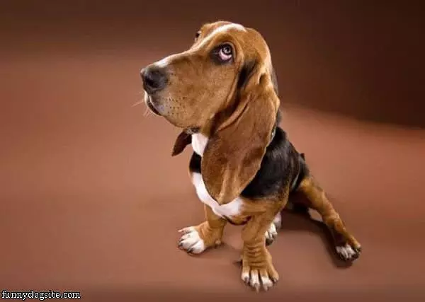 Puppy Eyes