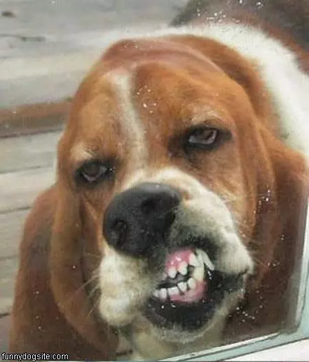 Licking The Window