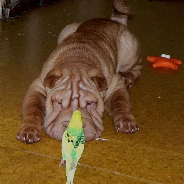 Gunna Eat You
