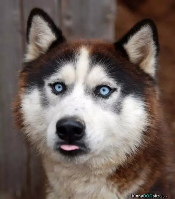 My Blue Eyes
