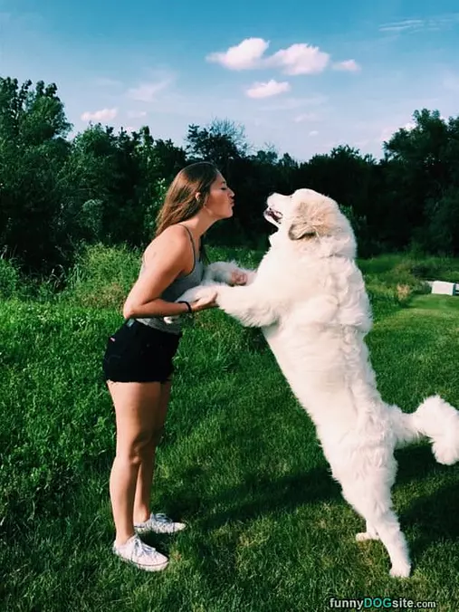 That Is A Huge Dog