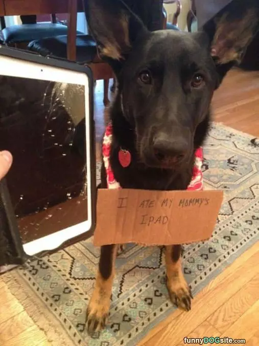 Ate The Ipad