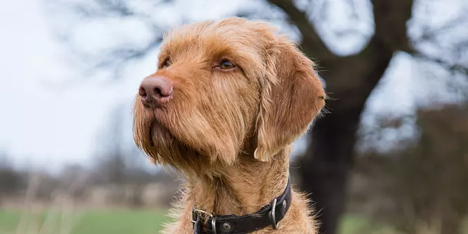 Wirehaired Vizsla Adult Dog