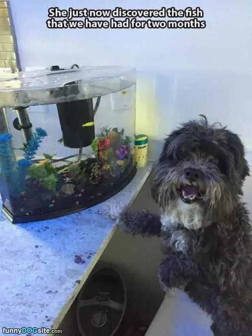 Just Discovered The Fish