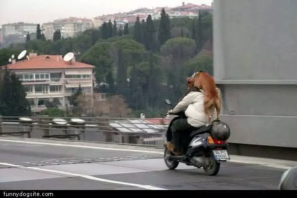 Dog Riding Along