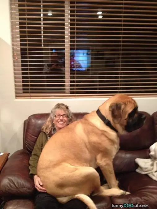 I Am A Lap Dog