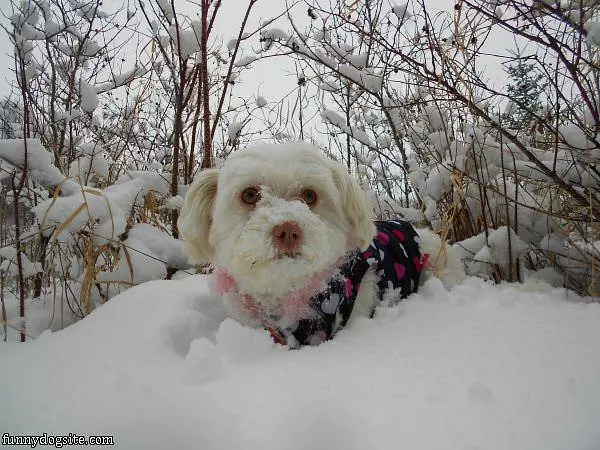 I Love The Snow
