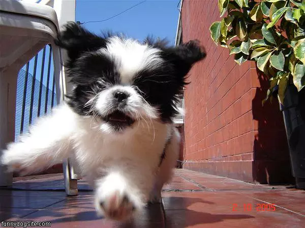 Roco Running