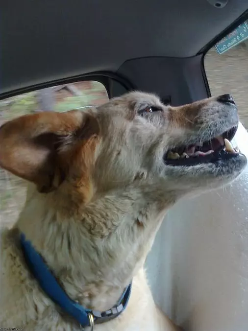 Yay Car Ride