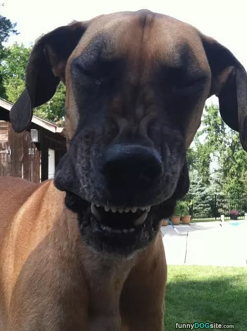 Moose The Great Dane Laughing