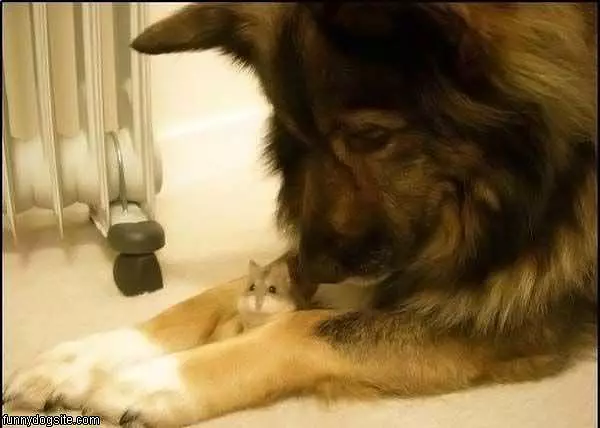I Has A Mouse