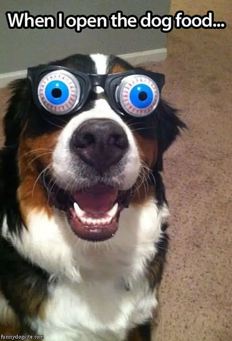 Open The Dog Food