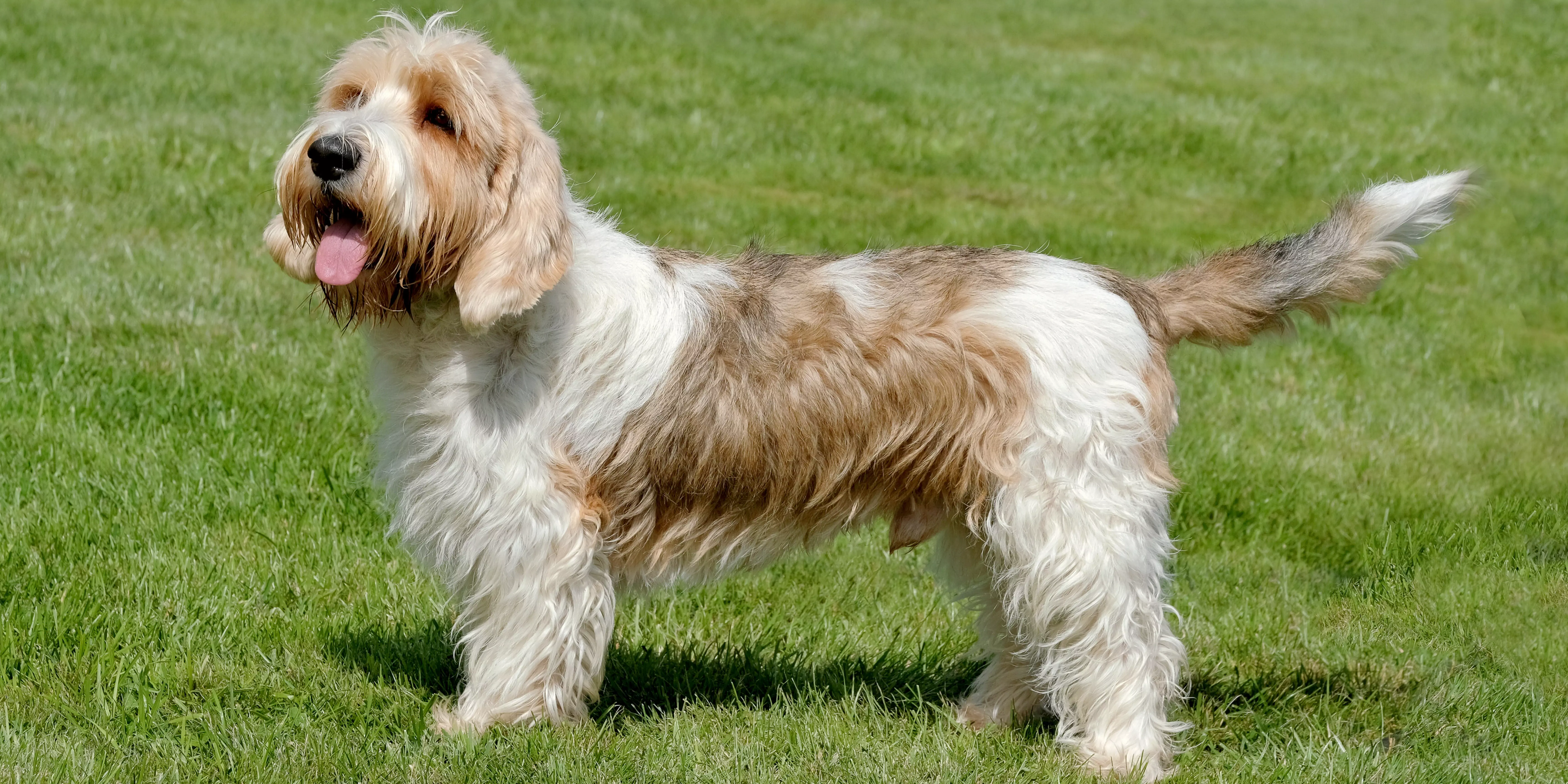 Petit Basset Griffon Vendéen