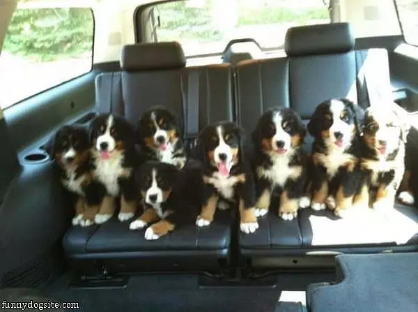 Backseat Full Of Puppies