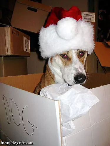 Im A Present