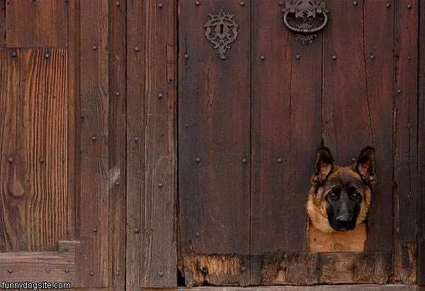 Doggy Door