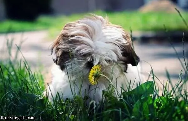 Smelling The Flowers
