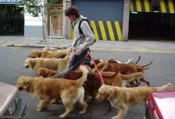 The Dog Walker