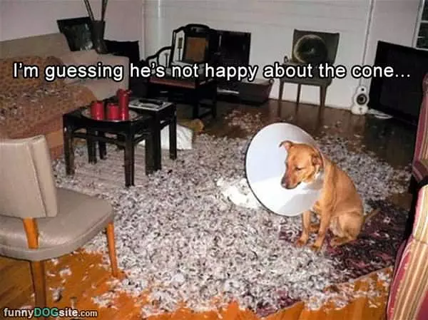 Do Not Like The Cone