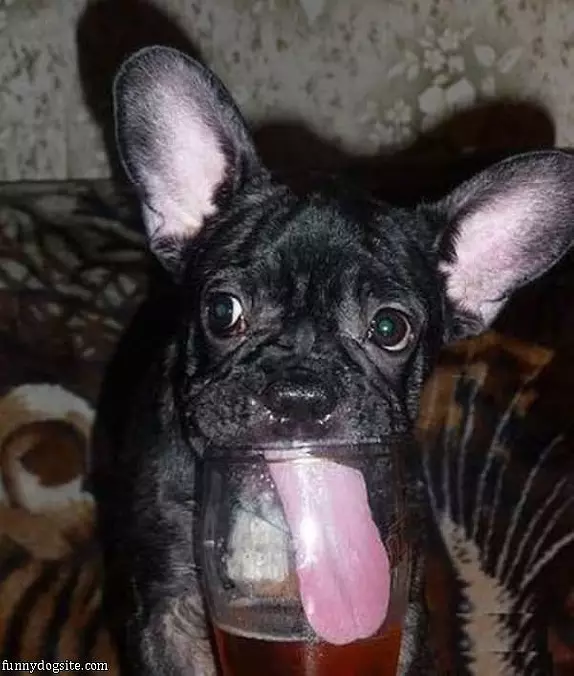 Very Thirsty Dog