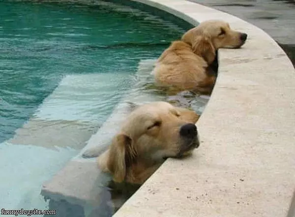 Chillin In The Pool