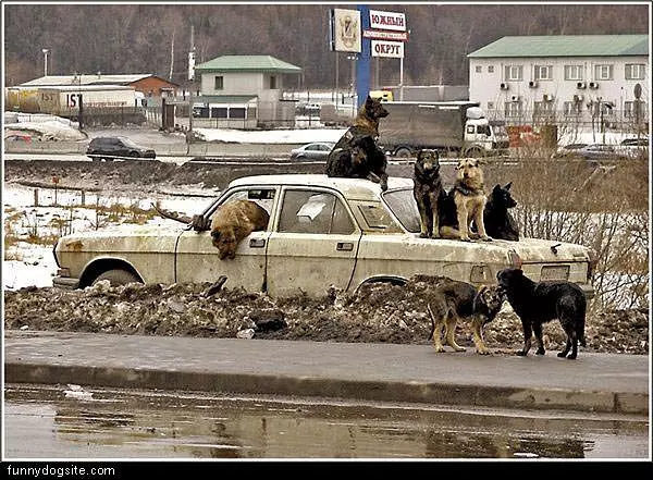 Dogs Run This Town