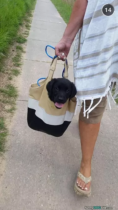 One Bag Of Dog