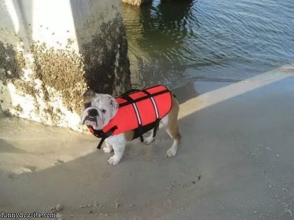 Life Vest Dog