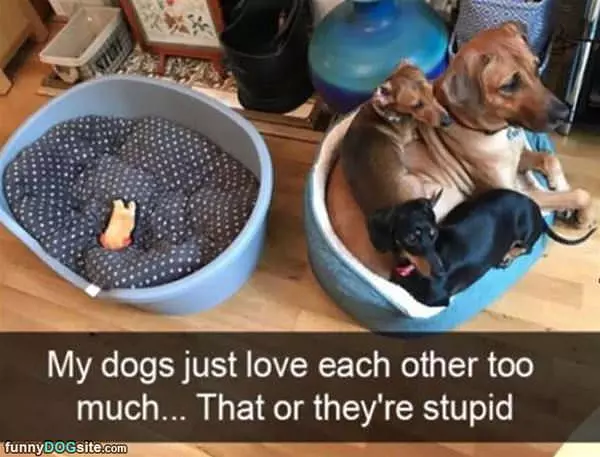 They Just Love Each Other So Much